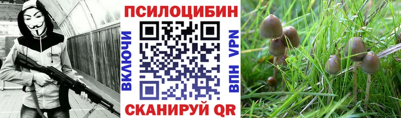 Псилоцибиновые грибы Psilocybine cubensis  Городовиковск 